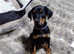 Gorgeous extremely loving doberman girl top pedigree