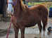Lovely Flashy Irish Draught Colt