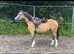 **Beautiful dun registered section A mare**