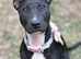 Female puppy bull terrier