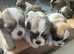 Zuchon ( teddybear) Puppies for Sale