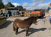 Filly registered miniature filly