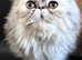 Gorggeous exotic Persian kitty
