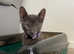Russian blue