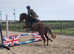 Lovely Welsh mare with so much potential!