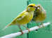 Canaries