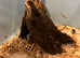 Pair of Dutch bantams off heat