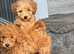 Red kc miniature poodle