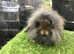 Agouti single mane mini lion lop rabbit - buck (boy) *AVAILABLE*