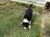 Aust - Shepherd xBorder Collie.
