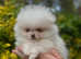 Super tiny boy son of Mavic