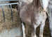 Yearling sec a colt