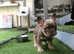 Urgent Female Newshade Isabella & tan carrying fluffy
