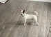 2 year old Jack/chihuahua