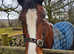Lovely mare ride/drive/sulky