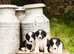 Beautiful Border collie puppies