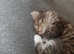 2 kittens left - 8 weeks