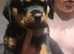 female rottys
