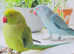Stunning baby blue Indian ringnick parrot