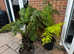 Tree Ferns x3 , rooted and potted.