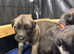 Irish wolfhound puppy's