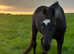 11yrs Hackney gelding
