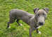 Beautiful Blue lurcher bitch looking for new home
