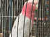 Male Galah cockatoo