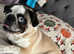 Pug puppy for sale