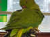 Baby green ringnick parrot
