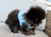 Ready Very cute and fluffy Pomeranian boy