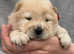 KC Reg Chow Chow Puppies