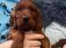 Irish Setter Puppies for sale