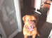 Male dougue de bordeaux