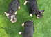 Health tested parents *Price drop* KC registered French bulldog puppies available now