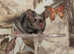 fancy female mice.