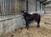New Forest Yearling geldings
