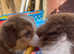 Australian shepherd puppy culture puppies