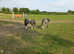 Atractive grey fillies