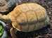 Tortoise Sulcata (True Ivory)