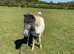 Stunning spotty Shetland x DHP