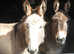 Jennys donkeys