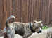 Male staffy