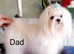 Gorgeous Tiny Maltese Puppies