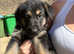 German Shepherd puppies for sale
