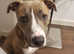 Staffy X Lurcher (Guard dog) (Needs rehoming)