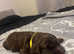 4 chocolate sprockers