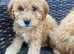 Cavapoochons