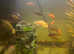 Malawi cichlids
