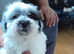 Malshis puppies Maltese x shih tzu
